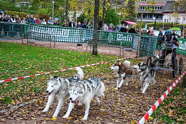 Bild 18: Bilder vom Schlittenhundewagenrennen in Todtmoos