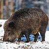 Ein Wildschwein wie auf diesem Symbolbild war vor 25 Jahren in einer Wohnung heimisch.
