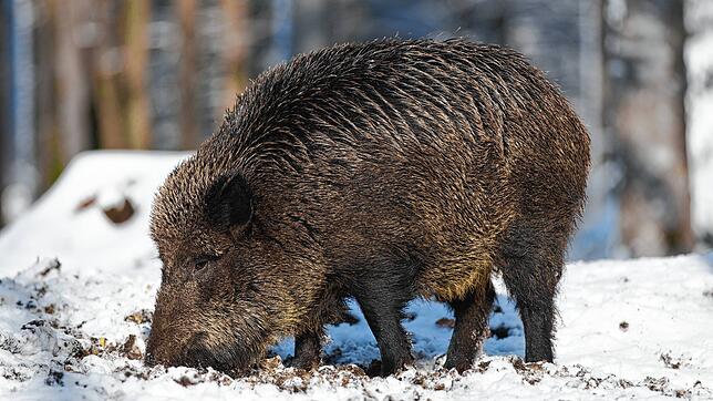 Ein Wildschwein wie auf diesem Symbolbild war vor 25 Jahren in einer Wohnung heimisch.