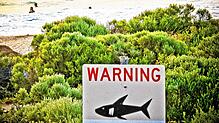 Ein Schild mit der Aufschrift „Warning shark sighting“ (dt. Achtung Hai gesichtet). (Symbolbild)