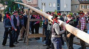 Geschick, Kraft und Hebelgesetze wandten die Wälder beim Stellen des Narrenbaums an.