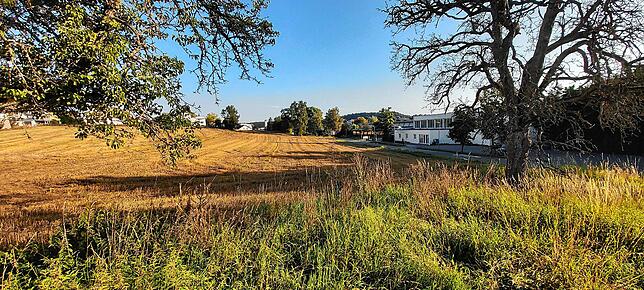 Die beiden Bäume sollen erhalten bleiben. Im Hintergrund ist das Mühlhofener Hallenbad zu sehen.
