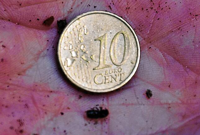 So klein ist der sogenannte Buchdrucker, auch Großer Achtzähniger Fichtenborkenkäfer genannt, im Vergleich zu einem Zehn-Cent-Stück auf ...