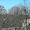 Mit lautem Krächzen und Vogeldreck auf Gehwegen und Autos verbunden: Die Nester der Saatkrähen auf den Bäumen in Bad Säckingen.