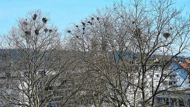 Mit lautem Krächzen und Vogeldreck auf Gehwegen und Autos verbunden: Die Nester der Saatkrähen auf den Bäumen in Bad Säckingen.