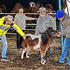 Minipony Chico, zwei Kamele und weitere 22 Tiere müssen im Circus Renz trotz wegfallender Einnahmen täglich gefüttert werden. Für ...