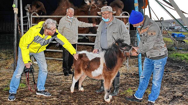 Minipony Chico, zwei Kamele und weitere 22 Tiere müssen im Circus Renz trotz wegfallender Einnahmen täglich gefüttert werden. Für ...