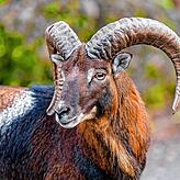 Ein Mufflon im Zoo von Goldau.