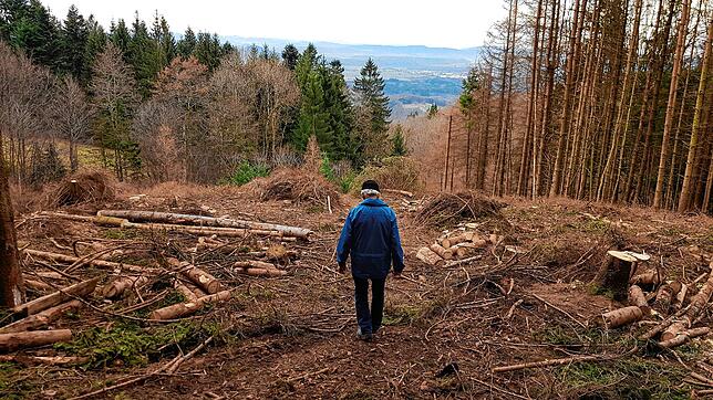 Das Bild zeigt, wie die Situation auf dem Hotzenwald ist. Ralf Engel ist es wichtig, einen nachhaltigen, naturnahen, standortgerechten ...