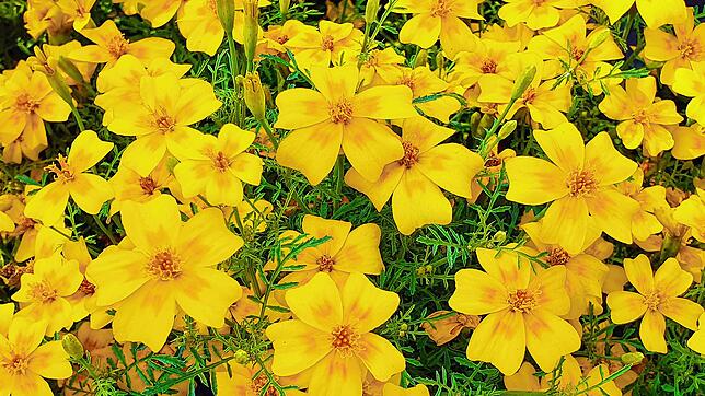Bild 15: Sag´s durch die Blume: Das Quiz zur Landesgartenschau