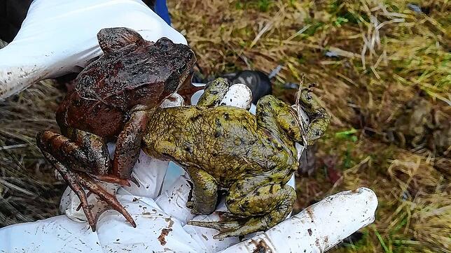 Rettungsaktionen bewahren Frösche, Molche und Kröten vor dem Tod auf der Straße &ndash; wie hier im April 2023 im ...
