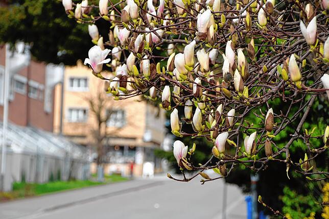 Bild 10: Waldshut im Pausenmodus: Ein Rundgang durch die Stadt in Zeiten von Corona