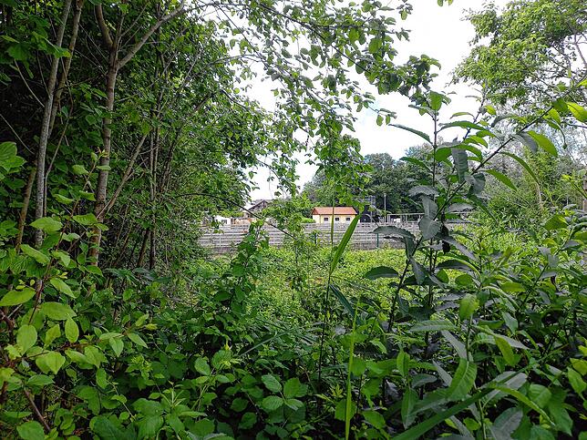 Bild 4: Der Zwang zur Selbstanzeige und fehlende Transparenz: So wurde die illegale Rodung durch die Stadt aufgearbeitet