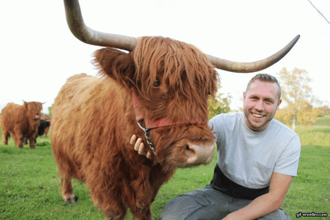 Paddy Romer mit Vanja vom Knauserwald, einem seiner Zuchttiere. Er sagt über sie: „Vanja ist sehr menschenbezogen und lässt sich ...