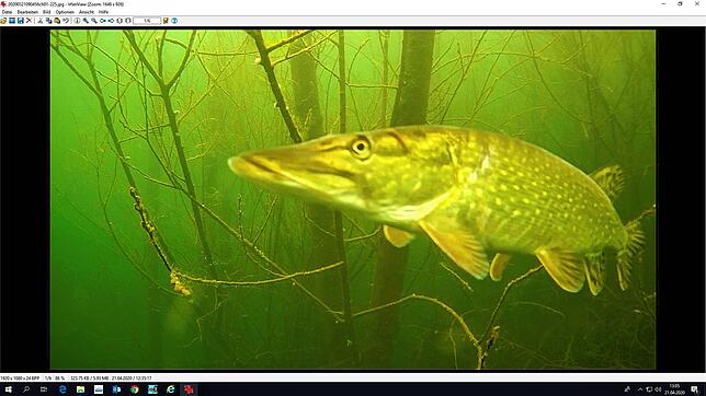 Dieser Screenshot zeigt, dass man bei viel Geduld auch ganz außergewöhnliche Momente erleben kann. Dieses Bild eines kapitalen Hechtes ...