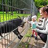 Der Streichelzoo in Kappel ist ein beliebtes Ausflugsziel für Familien. Das Bild von Jennifer Geiger aus Königsfeld mit ihrer Tochter ...