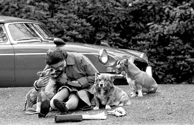 Ohne Corgis war die britische Königin Elizabeth II. früher nicht zu denken. Das Bild entstand 1973 auf einer Wiese in Virginia Water, ...