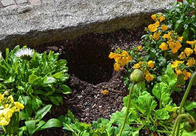 Ein blumentopfgroßes Loch weist auf Diebe hin: Hier hat jemand eine Pflanze gestohlen.