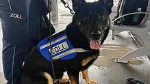 Drogenspürhund Eck vor dem Einsatz am Bahnhof in Lindau.