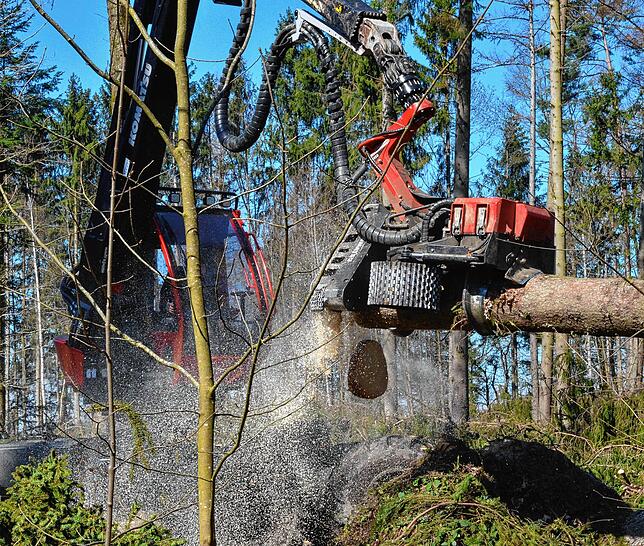 Bild 14: Wenn der Wald aufgeräumt wird: So laufen die Arbeiten im Gehau im Süden Markdorfs ab