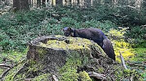 Versteckte Waldbewohner bieten spannende Aha-Momente. Foto: Mia Osteroth