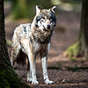 Ein Wolf  steht in einem Wildpark in seinem Gehege.