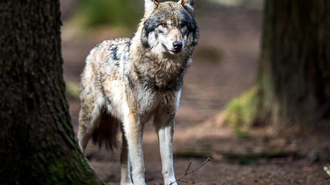 Ein Wolf  steht in einem Wildpark in seinem Gehege.
