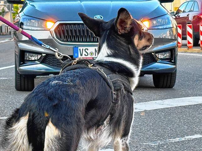 Auch ein Hund war bei dem Unfall betroffen.