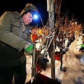 Der Vorsitzende des Winzervereins Meersburg, Georg Dreher, packt bei der Eiswein-Lese mit an und schneidet die Trauben ab.