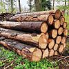 Viel Holz lagert zum Beispiel im Waldstück zwischen Reuentaler Mühle im Wutöschinger Ortsteil Ofteringen und der Erzinger Straße. So ...