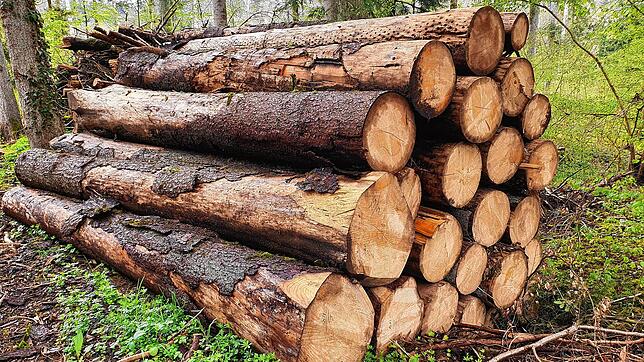 Viel Holz lagert zum Beispiel im Waldstück zwischen Reuentaler Mühle im Wutöschinger Ortsteil Ofteringen und der Erzinger Straße. So ...