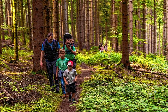 Auf dem Wolfspfad bei Höchenschwand kann man auf den Spuren des Wolfes wandeln.