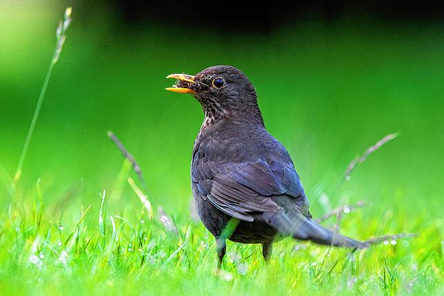 Die Amsel – früher ein sogenannter Teilzieher – entwickelt sich immer mehr zum „Dableiber“, wie die Vogelkundler sagen.