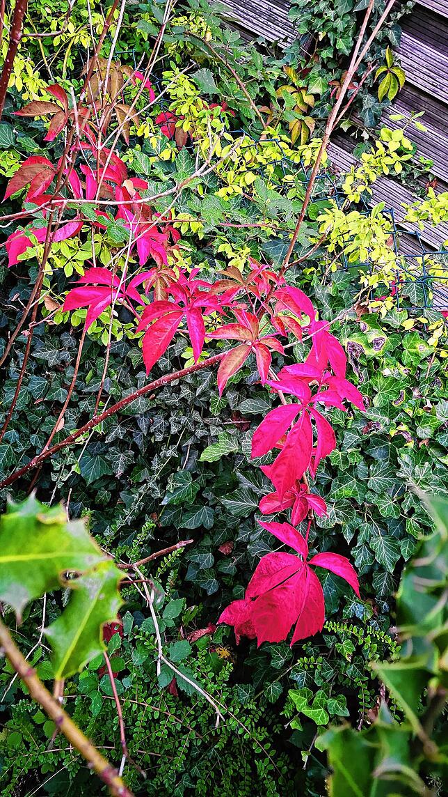 Herbst im Garten.