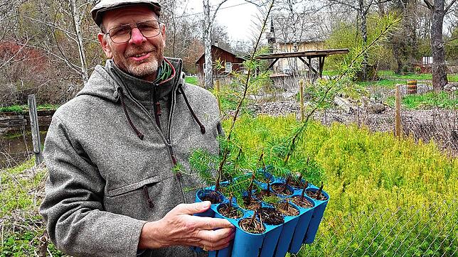 Jens Borchers zeigt einige der vom Biber abgenagten Baumsetzlinge im Schlosspark. Die verbliebenen Setzlinge im Hintergrund sind jetzt ...