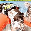 Ein Hund der Wasserortungsstaffel hält seine Schnauze über die Wasseroberfläche. Im Februar zog die Staffel von Radolfzell nach Bodman um.