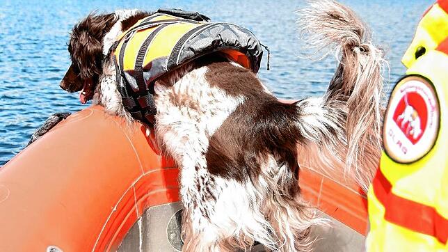 Ein Hund der Wasserortungsstaffel hält seine Schnauze über die Wasseroberfläche. Im Februar zog die Staffel von Radolfzell nach Bodman um.