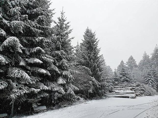 Der Winterwald in Wieladingen. Diese Aufnahme sandte uns Enrico Förster zu.
