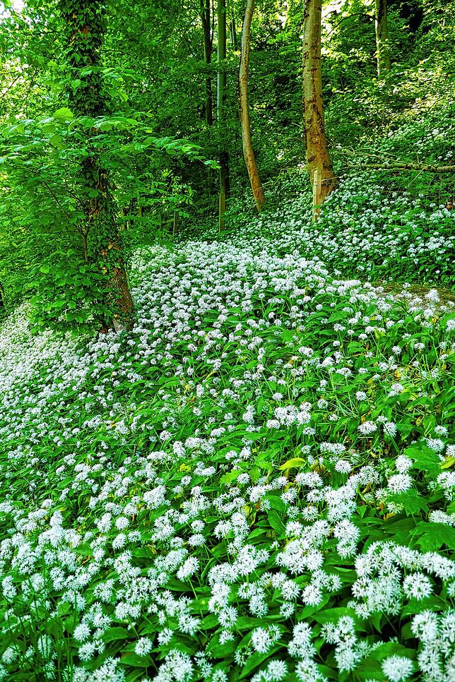 Doris Günther, fotografierte diese Bärlauchwiese im Wangental bei Jestetten.