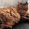 Katze Tontis, türkisch für &bdquo;Pummelchen&ldquo;, blieb am vergangenen Dienstag im Motorraum eines Autos stecken. Die Feuerwehr ...