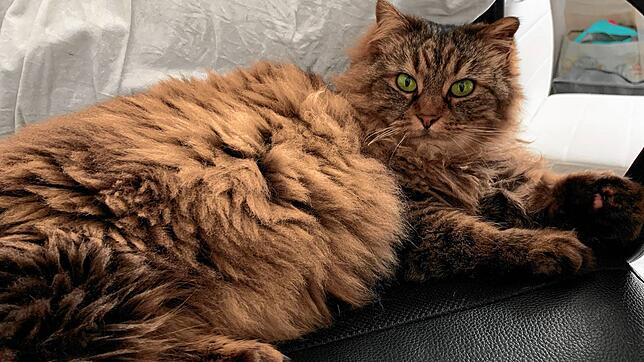 Katze Tontis, türkisch für &bdquo;Pummelchen&ldquo;, blieb am vergangenen Dienstag im Motorraum eines Autos stecken. Die Feuerwehr ...