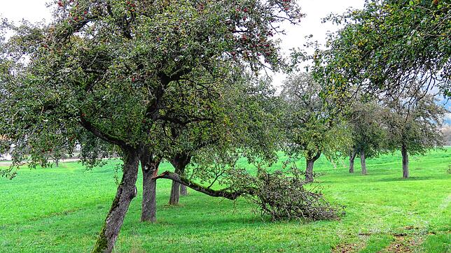 Alte Obstbäume kommen in die Jahre und Äste brechen ab. Vielen Streuobstwiesen in der Region Geisingen droht auch ohne Säge das Aus. Mit ...