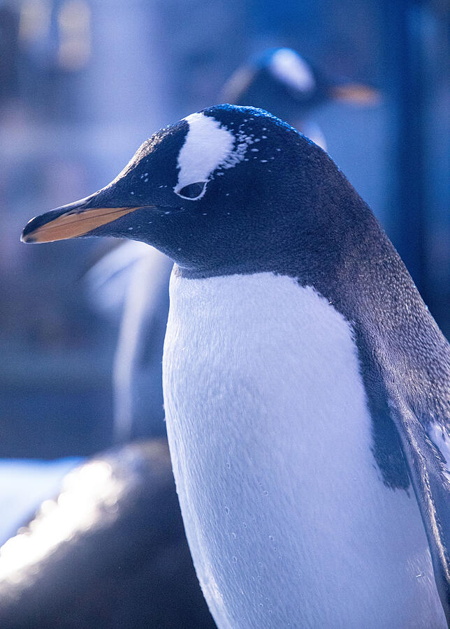 Bild 11: Verborgenes Konstanz: Wie ein Team von Aquaristen im Sea Life eine künstliche Unterwasserwelt zum Leben erweckt