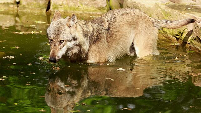 Bild : Für Wolf und Schafe ist genug Platz in Baden-Württemberg. Das sagt der Wolfsexperte der Grünen,  Markus Rösler