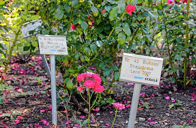 Kleine Info-Tafeln verraten, um welche der 100 Rosensorten es sich handelt.