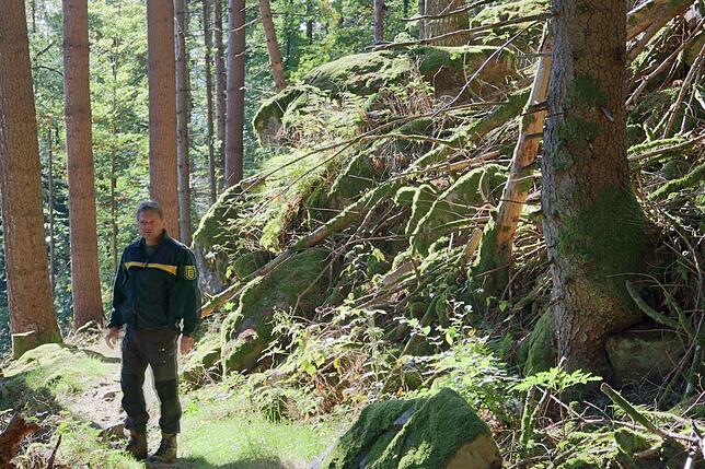 Angesichts dieses Bildes kann man ahnen, wie der "Urwald der Zukunft" einmal aussehen wird. Mitten drin: Revierförster Robert Beckert ...