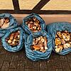 Säckeweise Pilze – vor allem Steinpilze – wurden am Wochenende beim Grenzübergang in Hohentengen beschlagnahmt.