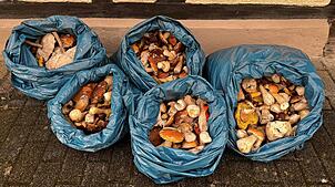 Säckeweise Pilze – vor allem Steinpilze – wurden am Wochenende beim Grenzübergang in Hohentengen beschlagnahmt.