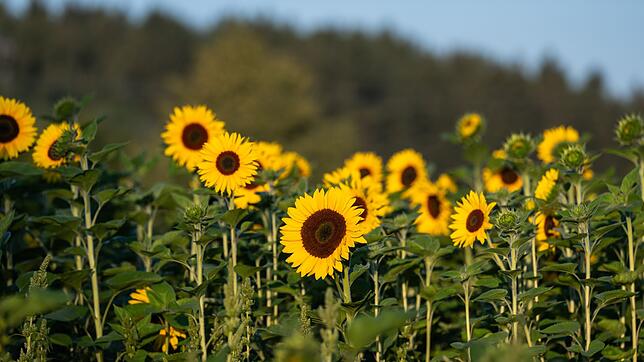 Zum Wochenbeginn wird in Baden-Württemberg sonniges Sommerwetter erwartet.