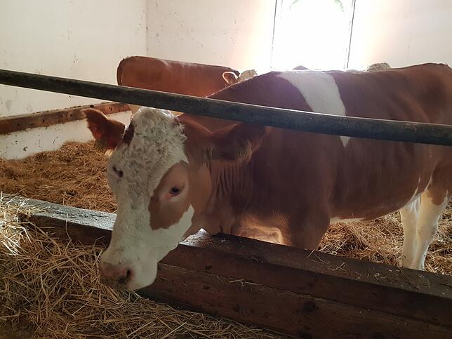 Die Kuh die aus dem Rhein gerettet wurde Wohlauf wurde die trächtige Kuh Belinda, die aus dem Rhein gerettet wurde, am Donnerstagabend im Stall vom Sennhof angetroffen.